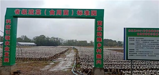 東至縣創(chuàng)建省級蔬菜園 深化初加工，繪就鄉(xiāng)村振興新藍圖